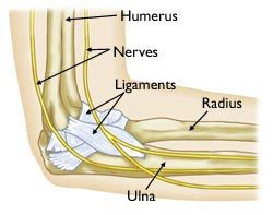 Elbow Anatomy