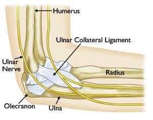 The normal anatomy of the elbow joint