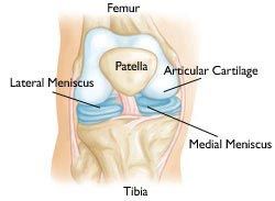 Normal Knee Anatomy