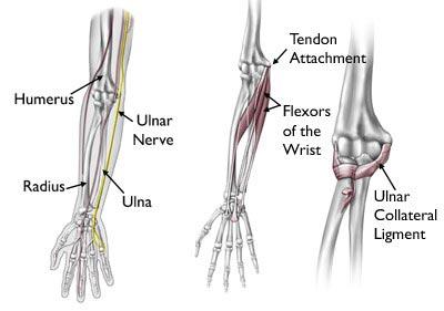 Ulnar Nerve